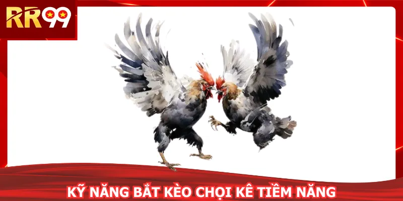 Kỹ năng bắt kèo chọi kê tiềm năng