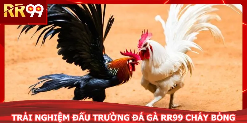 Trải nghiệm đấu trường đá gà RR99 cháy bỏng